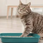 la-litiere-pour-chats-peut-elle-etre-jetee-dans-les-toilettes.webp.webp
