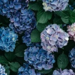 que-faire-avec-les-hortensias-en-janvier-pour-quils-fleurissent.webp.webp